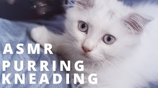 ASMR   Cute Kittens Purring And Kneading