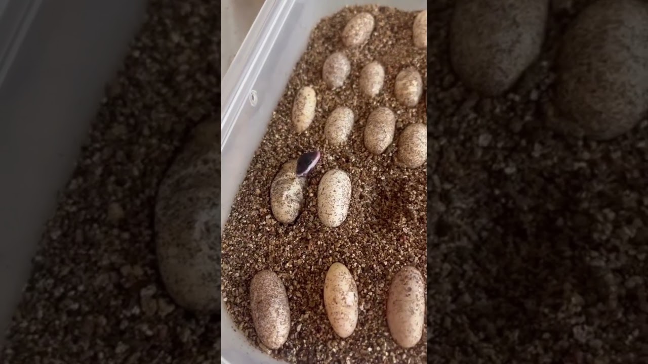 Baby Black Night Leopard Gecko Hatching 🐣🦎