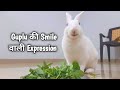 गुप्लू मैथी पत्ता खाते वक्त कितना प्यारा एक्सप्रेशन देता है देखें || Guplu की smile की expression