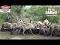 Hyenas Have A Giraffe For Breakfast | Maasai Mara Safari | Zebra Plains