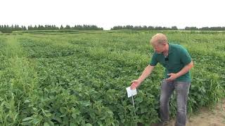 Soybean School: Managing Resistant Weeds