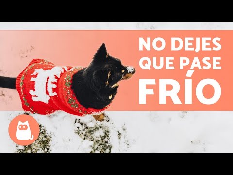 Video: Cómo mantener a tu perro en forma durante el clima frío