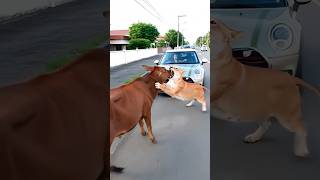 Lion Attack The Cow But Girl Save From Car Cow