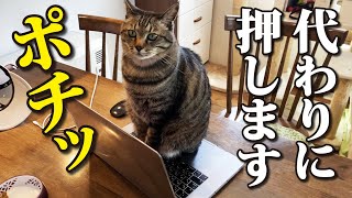 精密機器だろうが容赦ない猫たち by Cute kitten（双子の子猫のわんぱく日記） 5,701 views 7 days ago 9 minutes