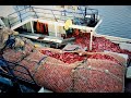 Stories from the orange roughy fishery  the greatest boom and bust in australias fishing history