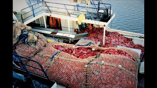 Stories From The Orange Roughy Fishery  The Greatest Boom and Bust in Australia's Fishing History.