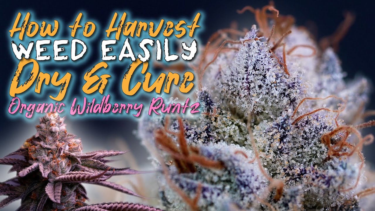 Ed Rosenthal - Drying and curing cannabis in 24 hours with CRYO CURE