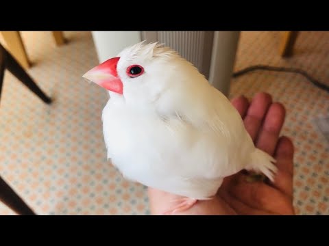 【文鳥】一緒に温まろう！まんまるハクちゃん【Javasparrow】Let's warm up together.