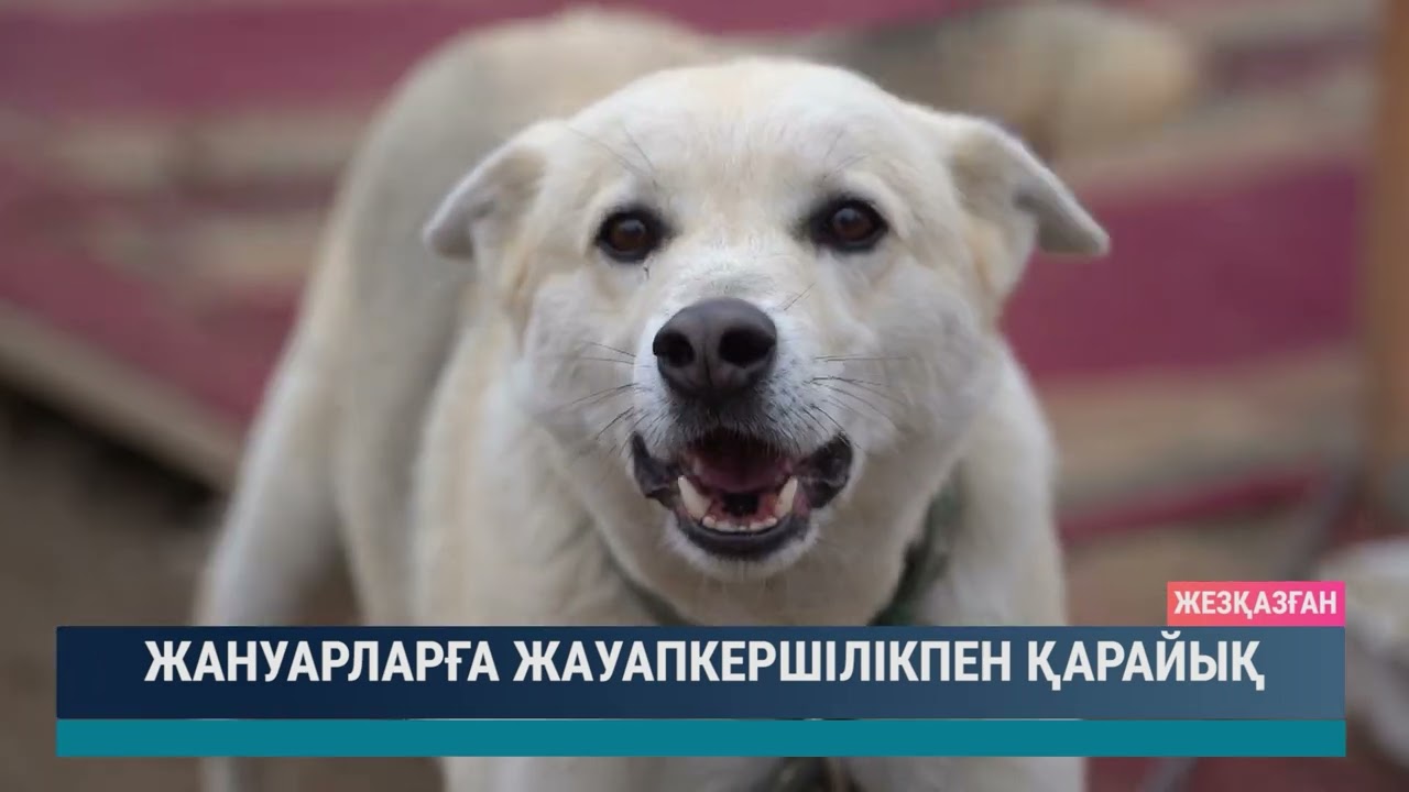 Жануарларға жауапкершілікпен қарайық