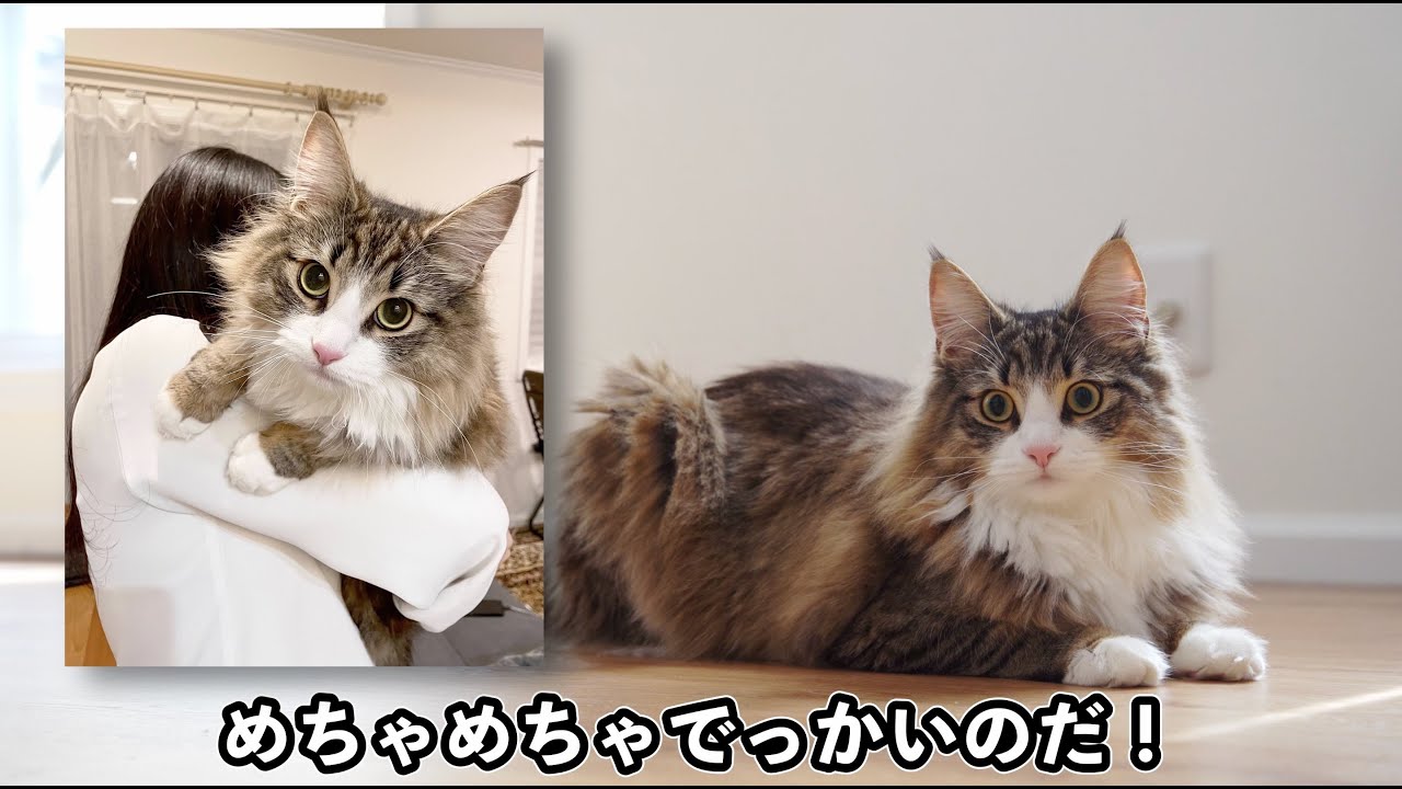 生後10ヶ月の北欧猫がデカすぎる - YouTube
