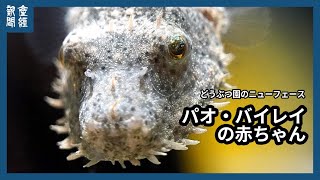 どうぶつ園のニューフェース　パオ・バイレイの赤ちゃん