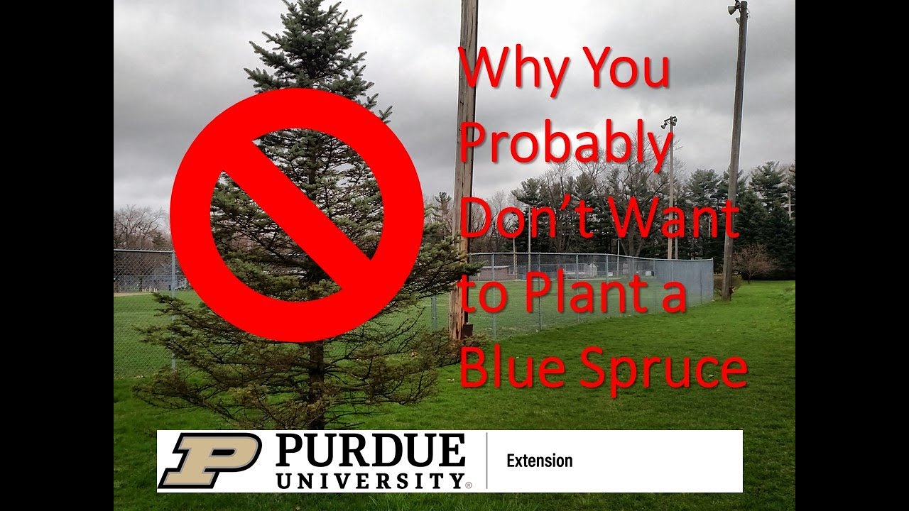 Why you probably don't want to plant a blue spruce
