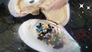 Found mussels in the creek, collect colorful pearls after opening the mussels