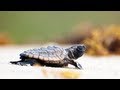 Sea Turtle Hatchlings 01