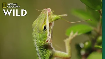 Lizard Looking For Food | Nat Geo WILD