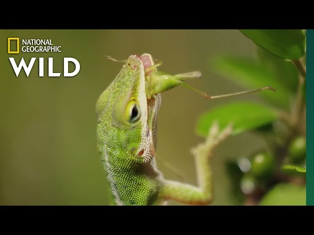 Lizard Looking For Food | Nat Geo WILD class=