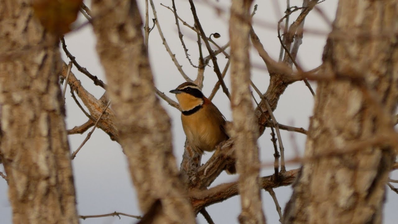 Brazil 2015 - Birding at Chapada dos Guimaraes - YouTube
