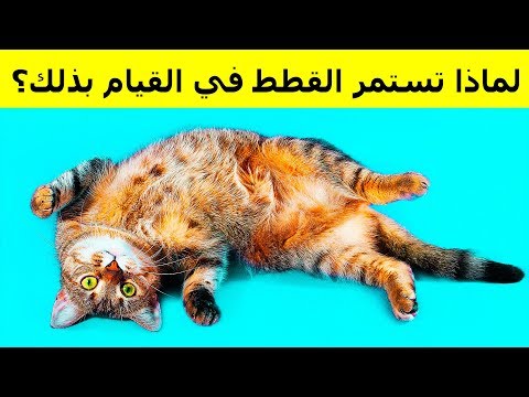 فيديو: الفيرومونات للقطط: لماذا هناك حاجة إليها