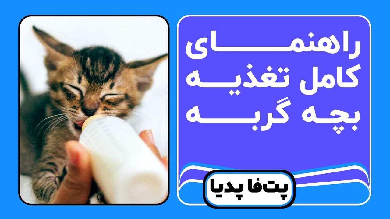 تغذیه بچه گربه | راهنمای کامل از تولد تا بلوغ