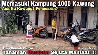 Mengunjungi Kampung 1000 Kawung Tiap Rumah Punya Tumbuhan Beracun Dan Mematikan