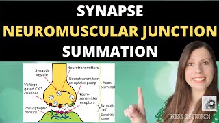 Synapses, Neuromuscular Junction and Summation. Cholinergic and inhibitory synapses.