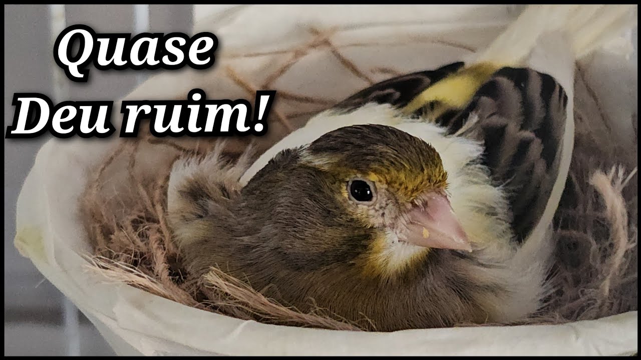 É tanto filhote nascendo, que até anilhas faltaram!