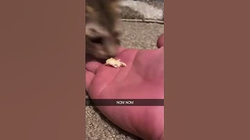 Thumbnail of kitten says "nom nom nom" when eating 🥺