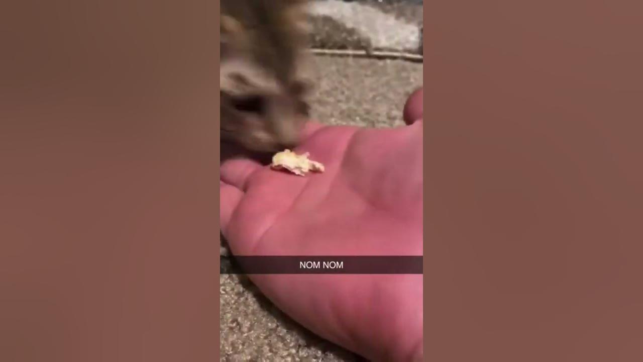 kitten says "nom nom nom" when eating 🥺 kitten says "nom nom nom" when eating 🥺