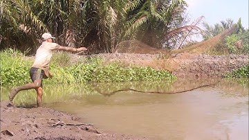 THEO CAO THỦ ĐI CHÀI CÁ và BẮT TÔM CÀNG XANH như vầy mới đã   Cuộc Sống Ruộng Vườn