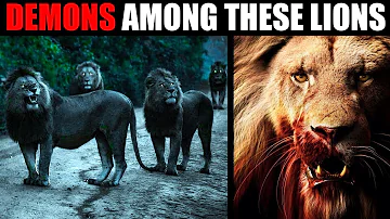 THE MOST DANGEROUS LIONS IN THE WORLD: Mapogos, Majingilanes and Selatis