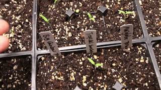 How to Thin Seedlings With Confidence!