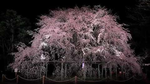 1974 -WAY HOME- Mondo Grosso