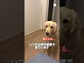 妹が来た夜、ずっとそばで寝ていたゴールデンレトリバー　　#ゴールデンレトリバー #大型犬　#犬と赤ちゃん #犬のいる暮らし #かわいい犬