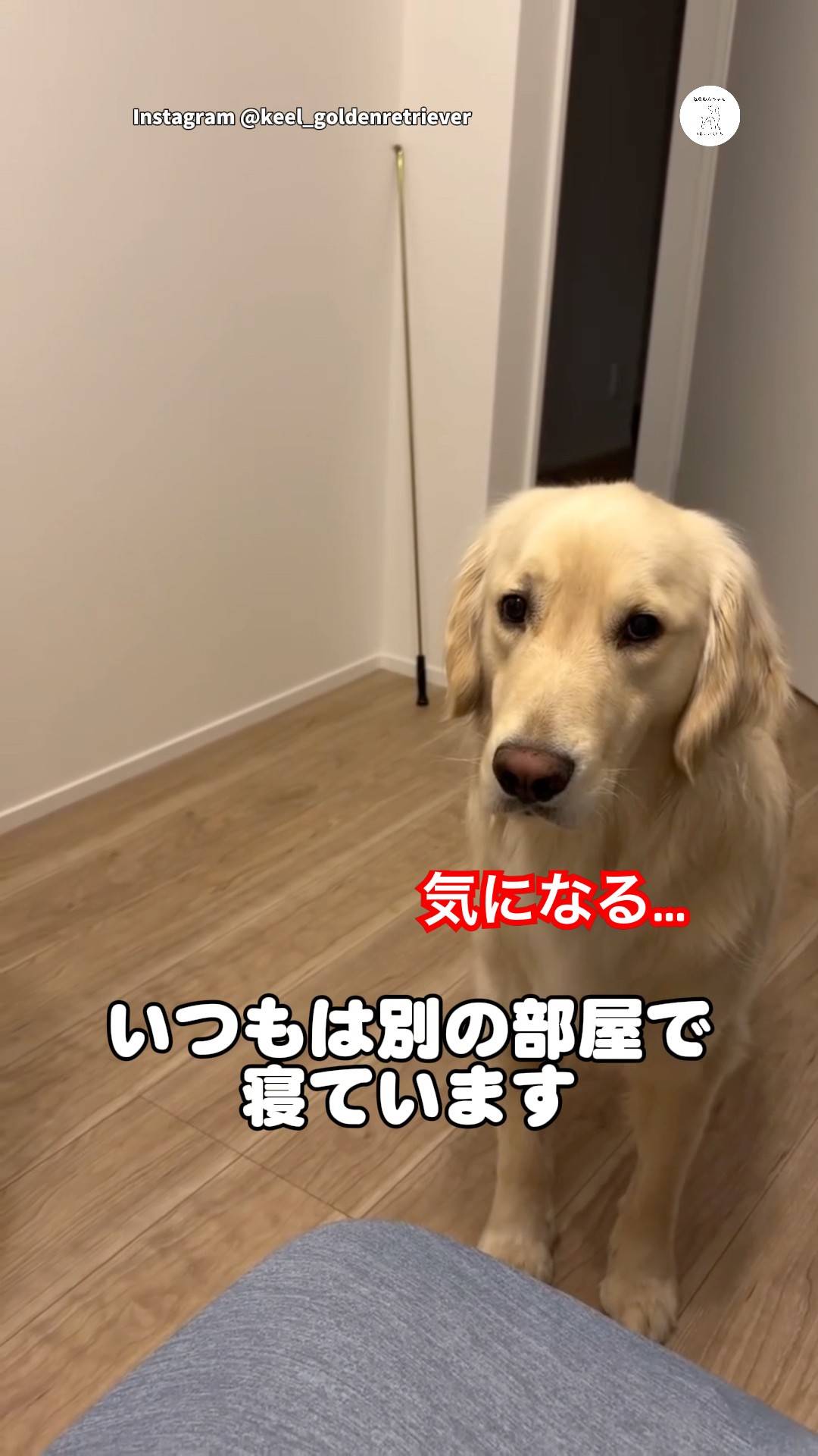 The Golden Retriever slept beside my sister the whole night she