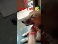 #funnyshorts #petlover #likeandsubscribe