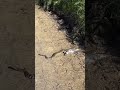 방울뱀이 먹이를 물고..🐍😦노출위험을 피해 풀숲으로 이동중. Rattlesnake carrying prey..Hiding in the grass.
