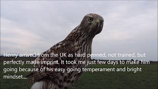 Goshawks Farm - 3/4 Albidus Wild Quail Hawking