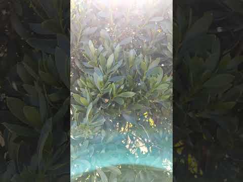 🌿🎼🌿Δεν σε ξέρω.💎💎💎💎
