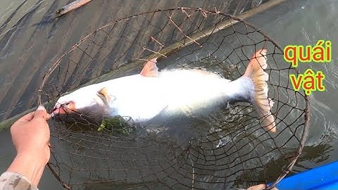 Thả Câu Cá Dồ Bị Cắt Câu Lấy Cá Trước Mắt Mà Bó Tay /Định Nguyễn Hậu Giang