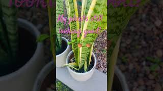 #plants#looking#good#gardening 🪴😊