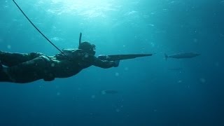 Sharks & Stripes- Spearfishing Wahoo