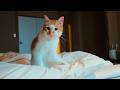 Japan’s Unique CAT HOTEL with Hot Springs! 🐈♨️ Shichirigawa Onsen
