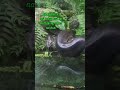 Anakonda / Green Anaconda #snake #animals #waterboa #sawa #malakingsawa #giantsnake #video #shorts
