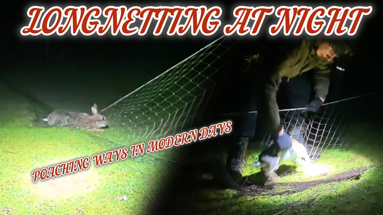 Традиции браконьерства в наши дни: ночная охота с использованием длинных сетей.