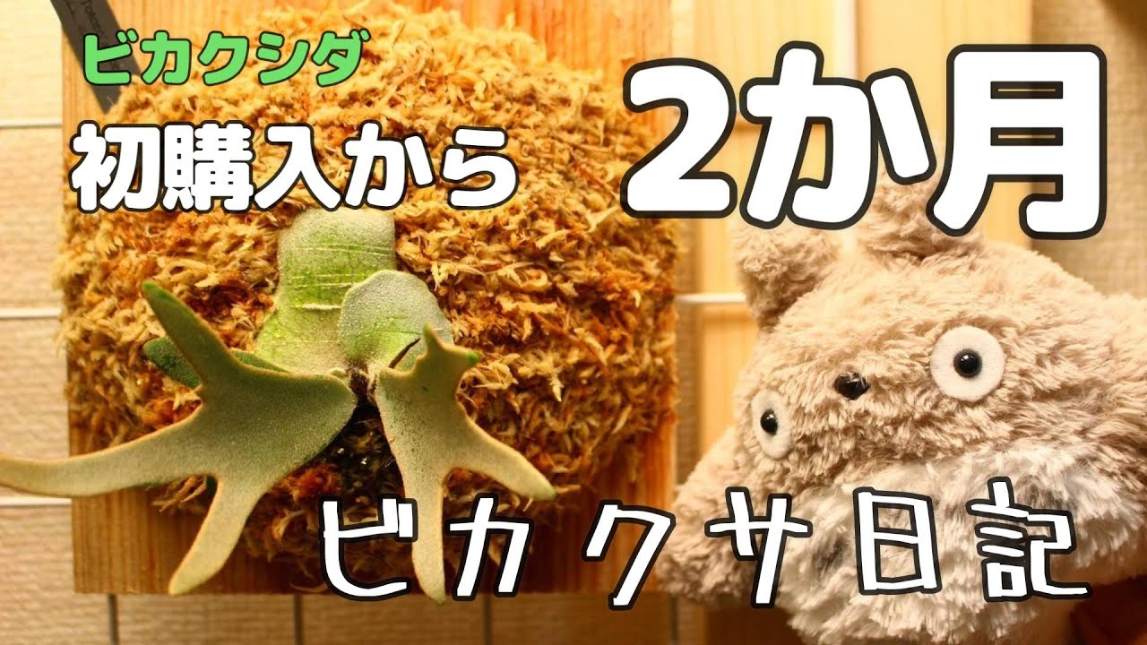 【ビカクシダ動画日記】ビカク初購入から2ヶ月、だいぶ成長したかな。