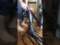 尾長鶏の精液採取