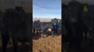 Van Hall Cattle Co. - 980# April Delivery Steers - 120 Head (Scandia, AB)