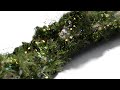 Growing Plant in Blender |How to Make Growth Animation | Blender Tutorial [Hindi]