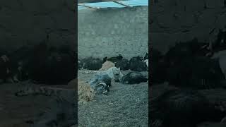 💥高原雪豹进村吃羊肉大餐！Snow Leopard Eat Sheep #Animal 【跟着图尔去旅行】