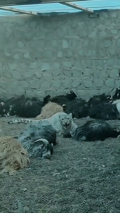 💥高原雪豹进村吃羊肉大餐！snow leopard eat sheep #animal 【跟着图尔去旅行】 - YouTube